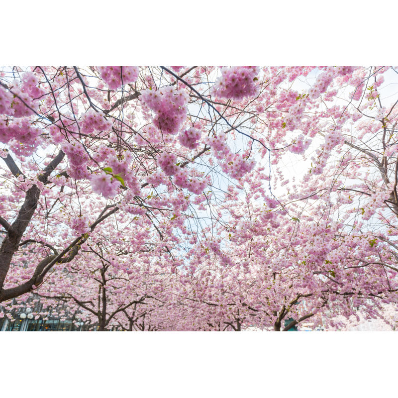 Cherry Blossoms by William87 - Wrapped Canvas Print, 51cm H x 76cm W