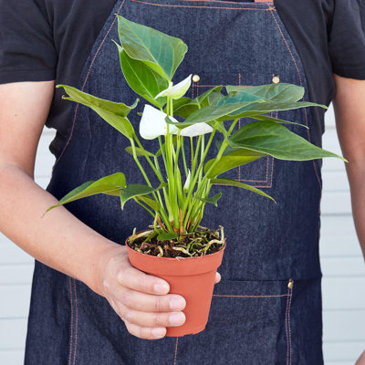 House Plant Shop Live Foliage Plant