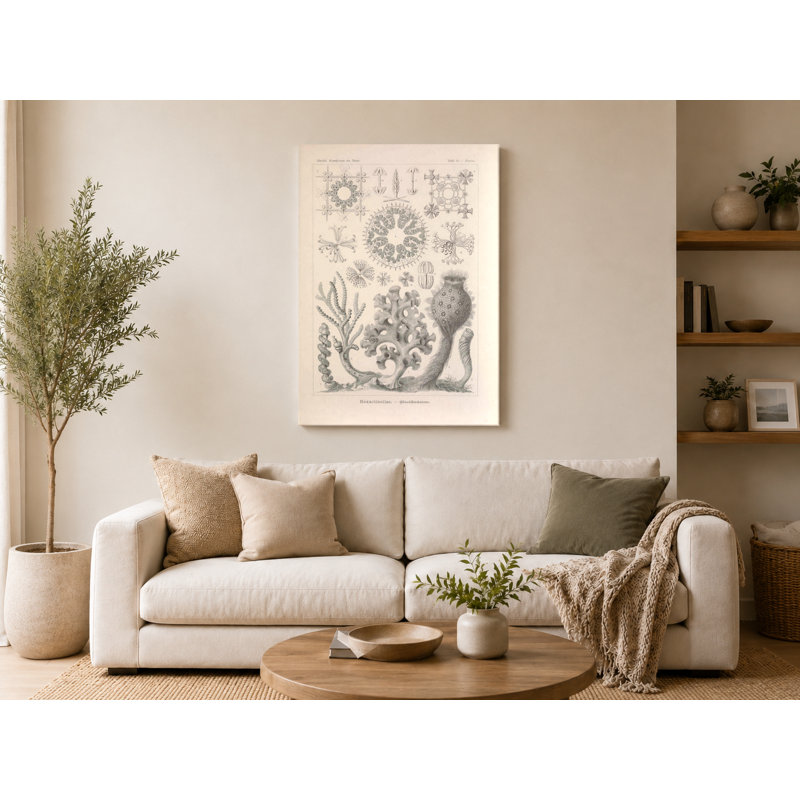 Art textuel sur toile, Tafel 35 - Hexactinellae (1904), H 24 po x l 20 po