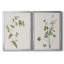 Toile encadrée de qualité supérieure Wispy Botanical I - prête à être accrochée-1622420743-1622420740