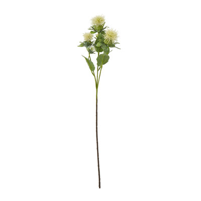 Anastasija Arrangement