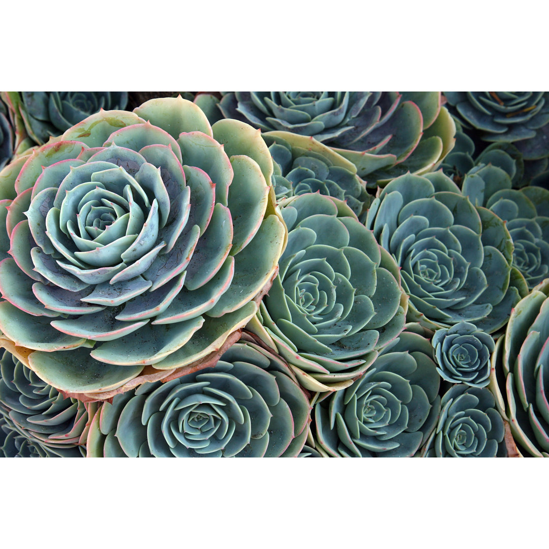 Leinwandbild Gruppierung von grünen Aeonium-Tropenpflanzen von B-rog