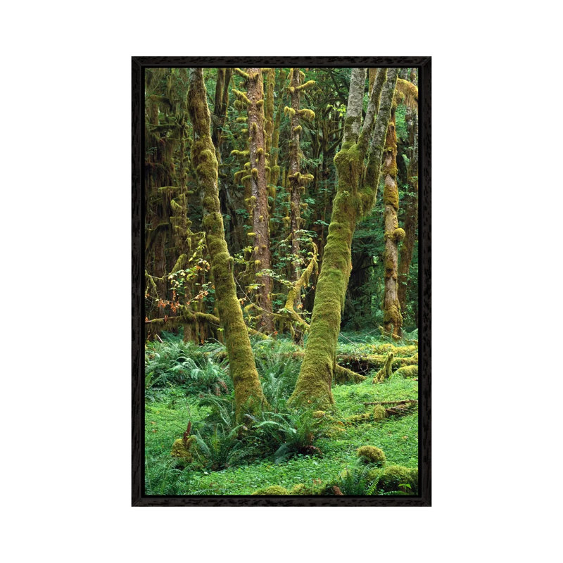 Maple Glade, Quinault Rain Forest, Olympic National Park, Washington 1 Piece Wall Art on Canvas, 66.04 cm H x 45.72 cm W