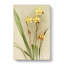 Magnolia Flowers Illustration Tab.88 by Frederick Sander - Wrapped Canvas-55310251