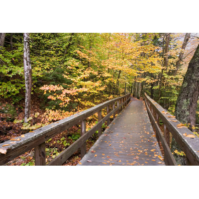 Pont en bois dans la forêt par Philipdyer