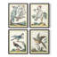 Pastel Birds I Framed Print - Set of 4-167485255