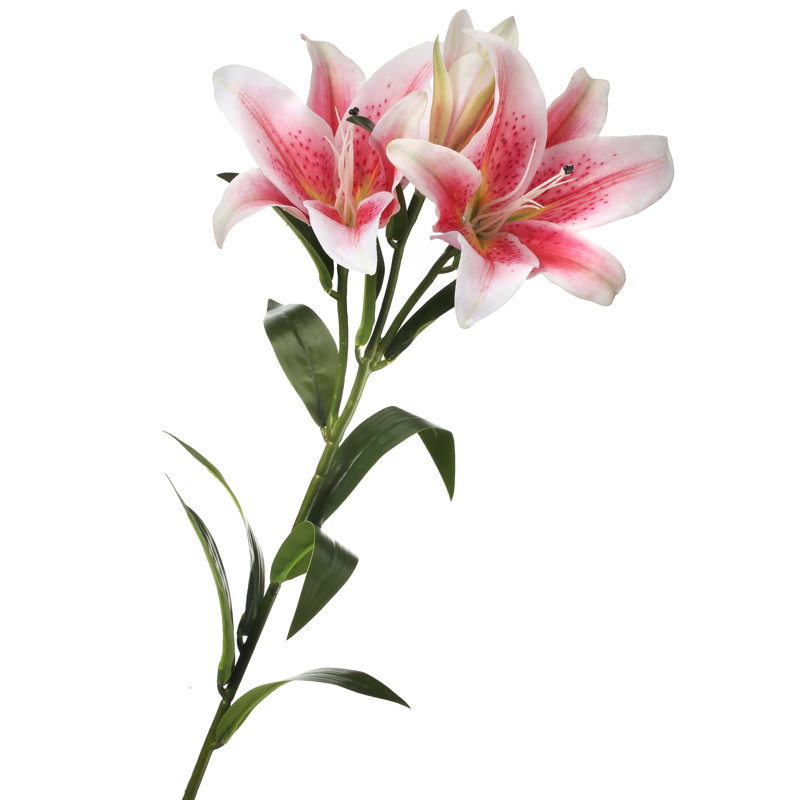 Tiges de lis naturelles, Crème, crème