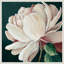 «Heart of the Bloom» par Alex Black, reproduction d'art sur toile encadrée-112654934