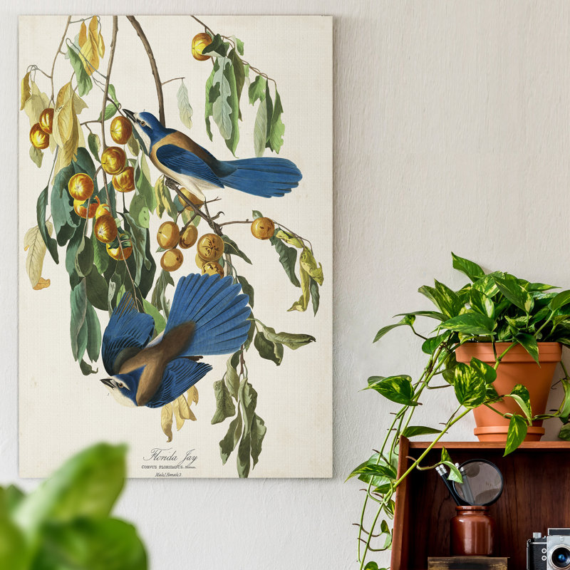 Pl 87 Florida Jay - impression sur toile tendue, H 27 po x l 18 po x P 1 po