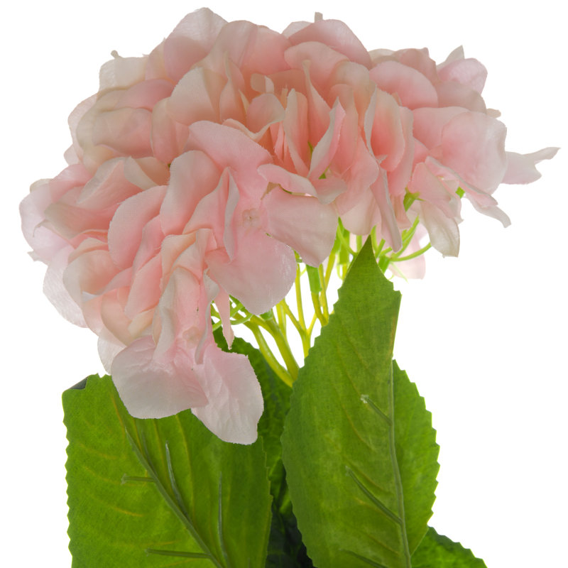 Anastasija Arrangement