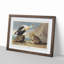 King Duck Bird by John James Audubon - Picture Frame Graphic Art Print-55641079-55641081