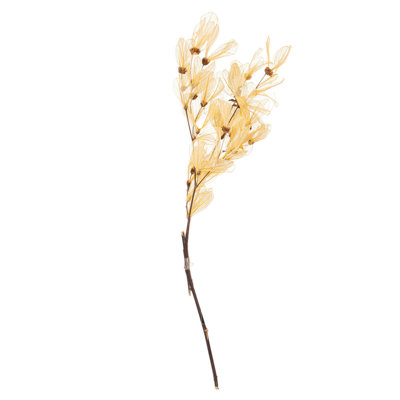 1'' Plant