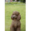 Statue caniche assis-935637463