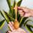 Wood Dinner Spoon
