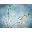 Blue Birds In Cherry Blossoms 3 Print-71199883-132511605