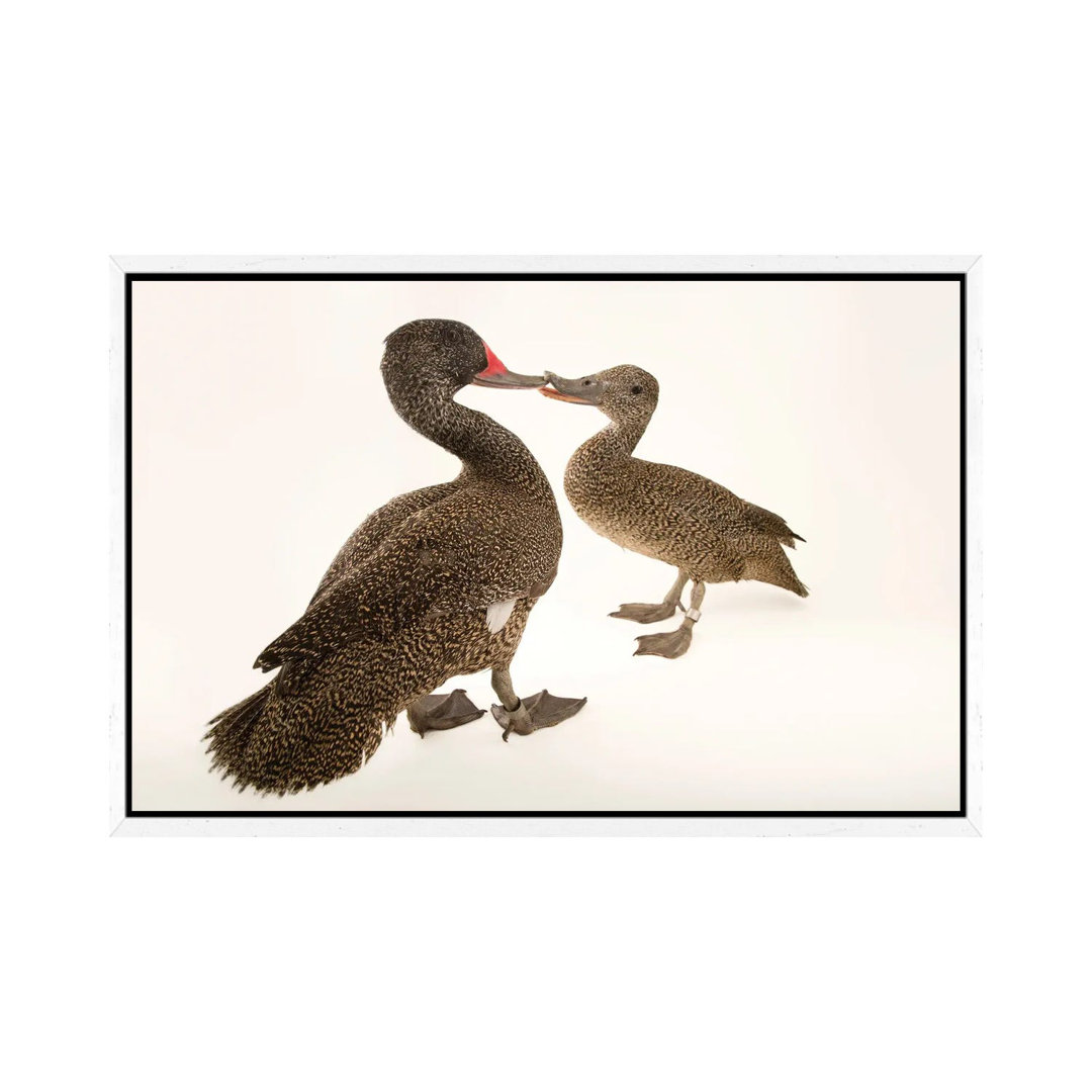 Two Freckled Ducks At Sylvan Heights Bird Park von Joel Sartore - Gallery-Wrapped Canvas Giclée