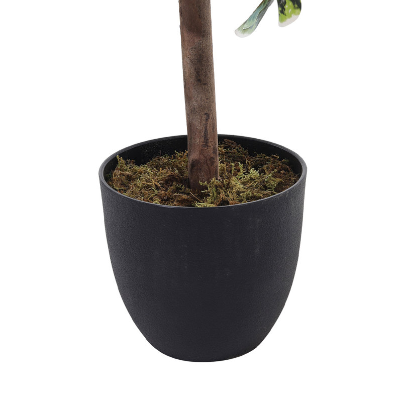 185cm Faux Zamioculcas Tree in Freestanding