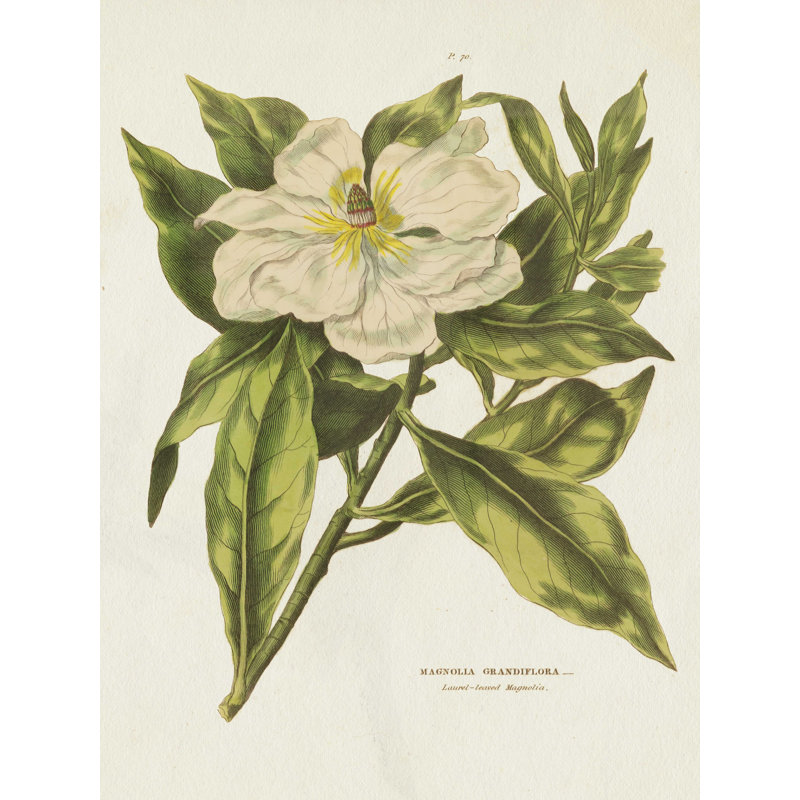 «Herbal Botanical II Flower» par Wild Apple Portfolio - impression sur toile tendue, H 16 po x l 12 po