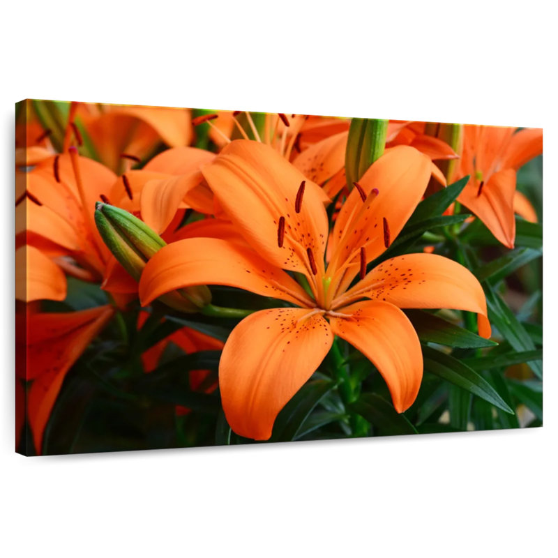 Fleurs de lys orange Harnek