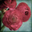 « red renoncule », photographie sur toile tendue-16030018