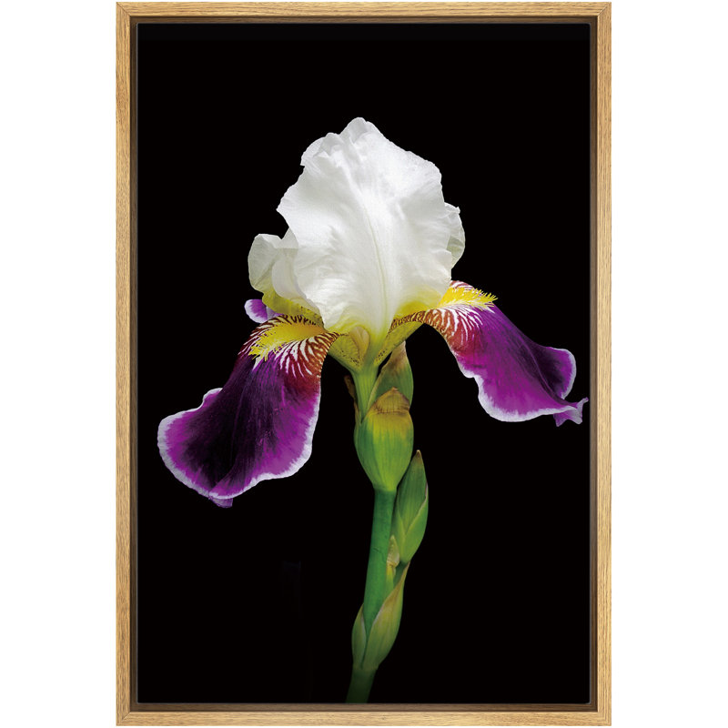 Profil d'un iris en fleur avec une tige et un bourgeon - photographie sur toile avec cadre flottant, Encadrement brun