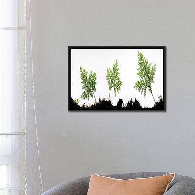 «Fern Trio I» par Stefan Hefele, impression sur toile tendue