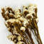 Bundle of 4 Dried Preserved Myosotis Forget-Me-Nots Bouquets 21"-111078519