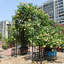 Adjustable Width Metal Garden Arch For Climbing Plants, Perfect For Outdoor Decor And Support