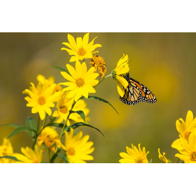 Osbaldo Monarch Butterfly - Wrapped Canvas Print