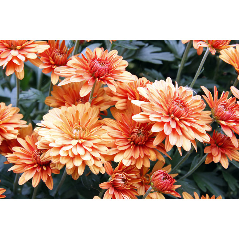 Flowers by BambiG - No Frame Art Prints on Canvas, 30cm H x 46cm W