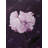 Beautiful Purple Flower - Pink Botanical Framed Canvas Decor