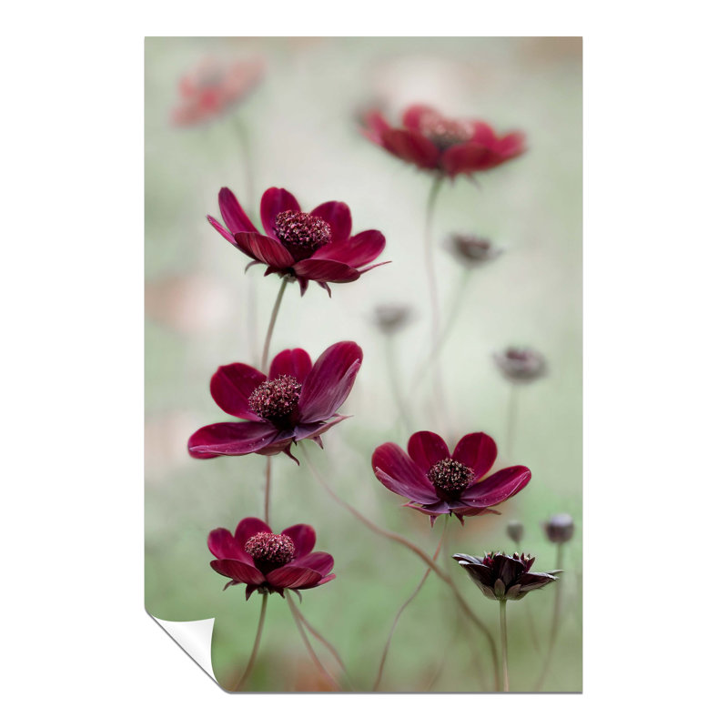 Red Cosmos Flower Summer - No Frame Print, 91cm H x 61cm W