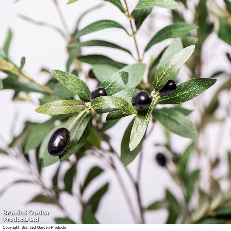 150cm Olive Tree Tree in Pot