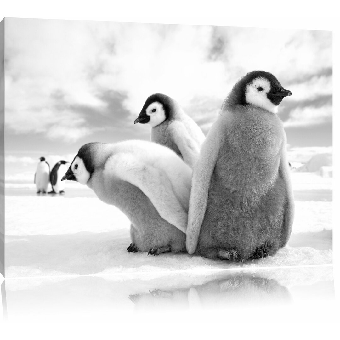 Leinwandbild „Kaiserpinguin Kindergruppe“, Fotodruck