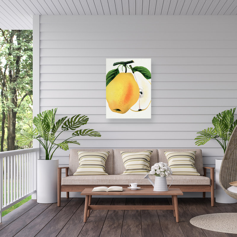 Botanical Specimen Rochester Kiefers Hybrid Pear Lithograph Outdoor  Canvas, H 14 po x l 19 po