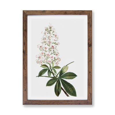 Horse Chestnut Tree Flowers by Pierre-Joseph Redoute - Framed Print