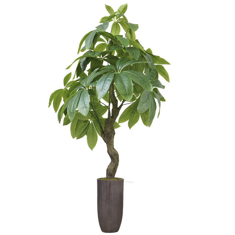 Pachira artificiel 20 po Panama en pot