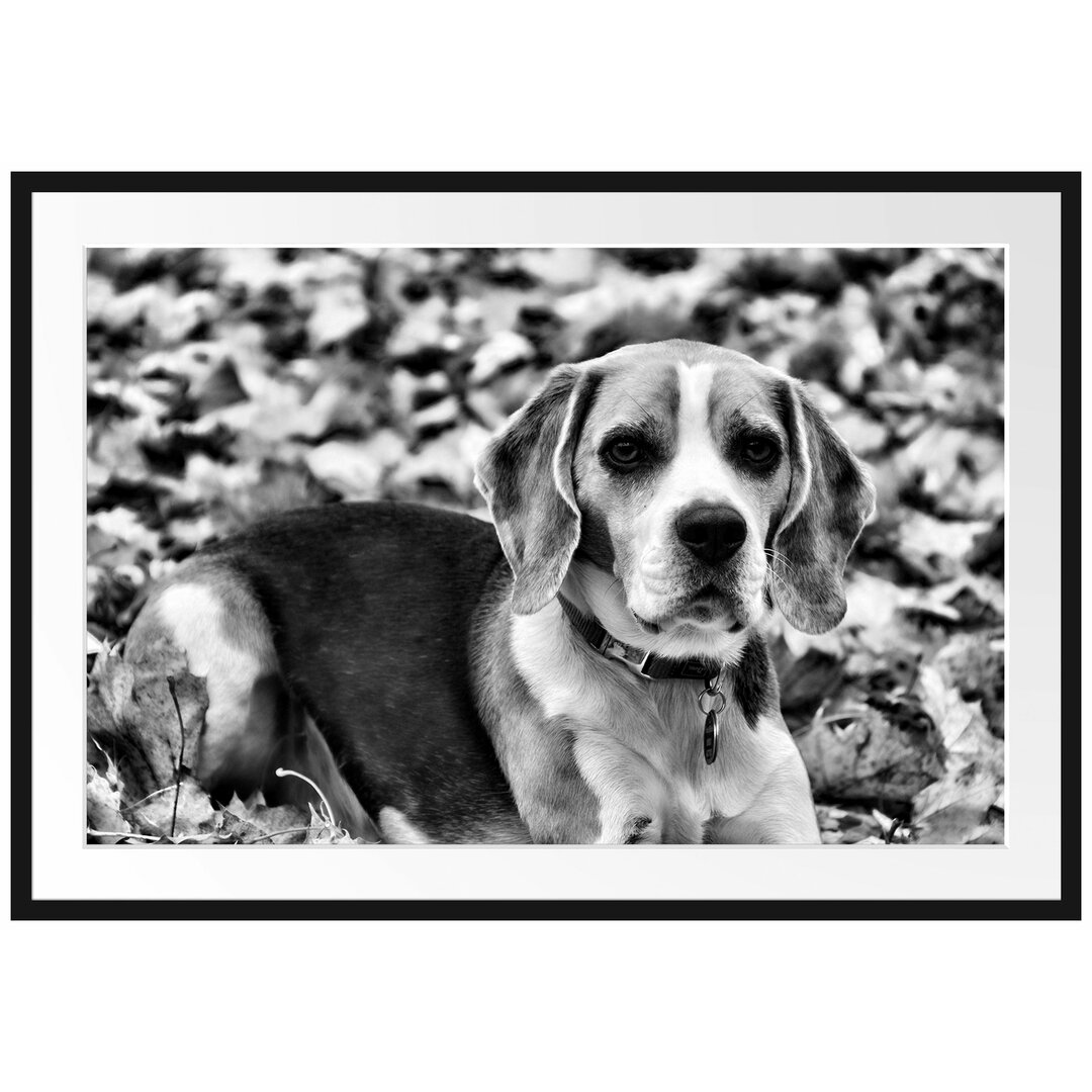 Gerahmtes Poster Kleiner Beagle im Laub