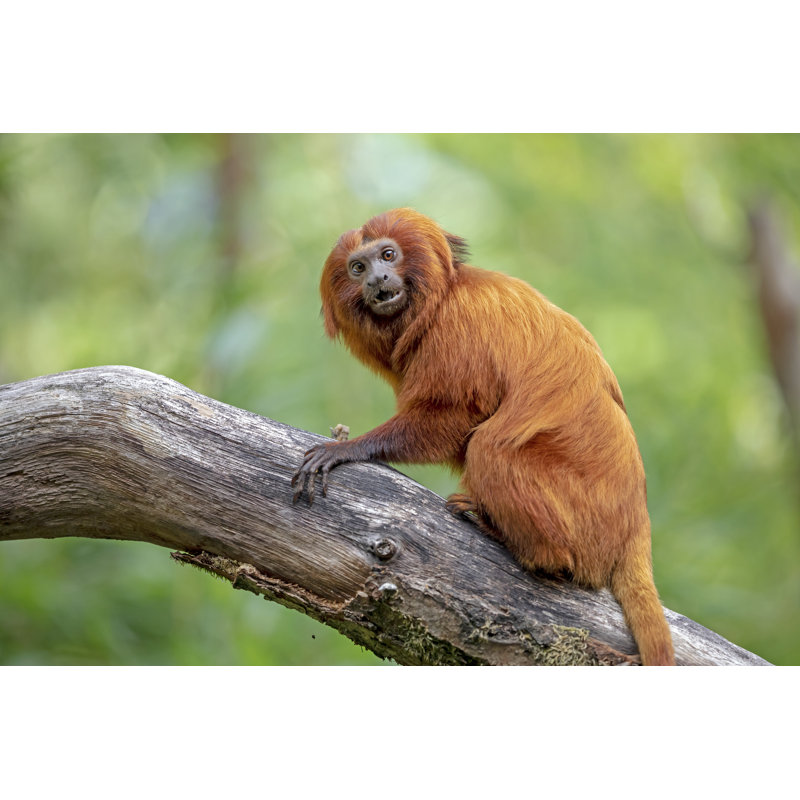 Tamarin sur un arbre, photographie sur toile, H 8 po x l 12 po