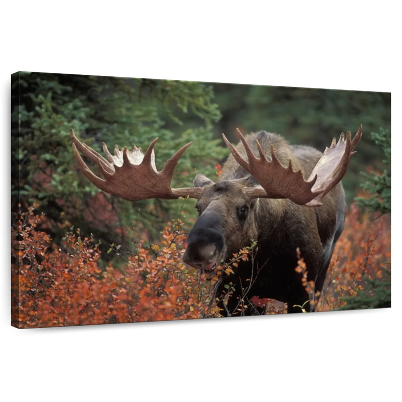 Brampt Moose Forest Meal, 24" H x 36" W