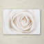 « white rose », reproduction de photo sur toile tendue-31355307