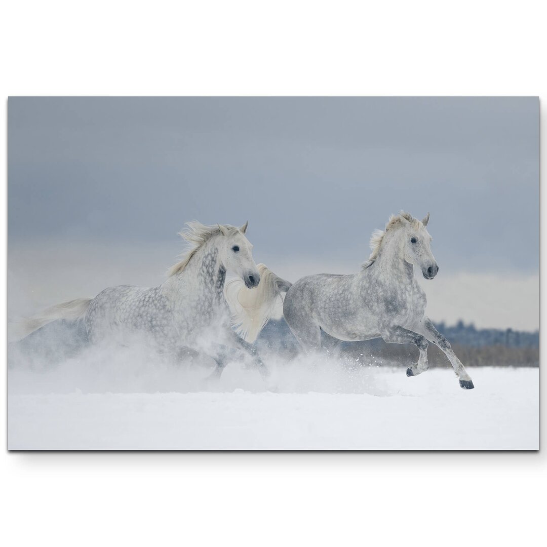 Leinwandbild Schimmel im Schnee