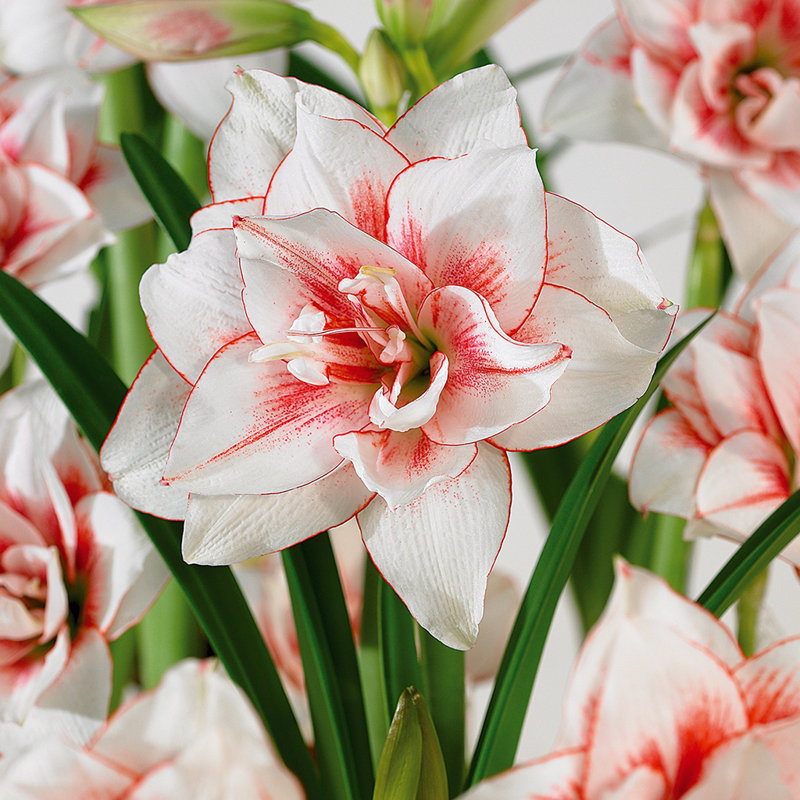 Amaryllis Elvas Bulb