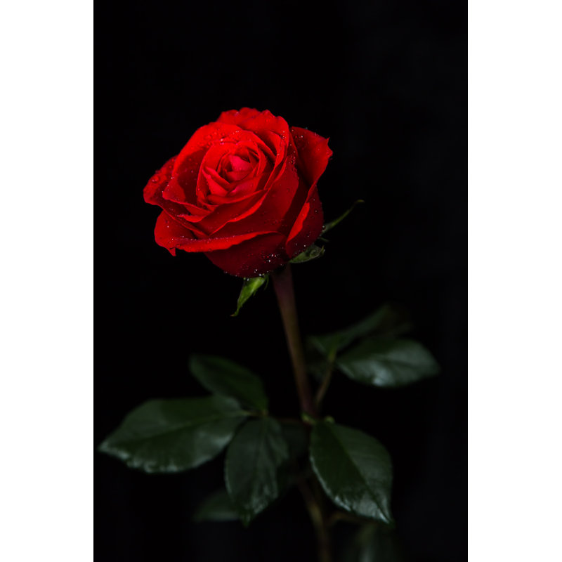 Rose On Black Background by Starets - Wrapped Canvas Print, 46cm H x 30cm W