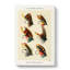 Salmon Fishing Flies Version 3 by Mary Orvis Marbury - Wrapped Canvas-55338686