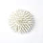 Urchin-White-Sm-1447989705