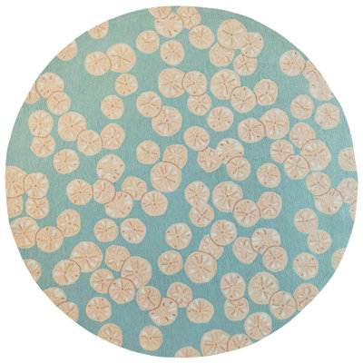 Anjuman Area Rug