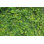 " Tree Wall "