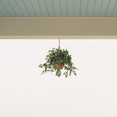 English Ivy Hanging Basket