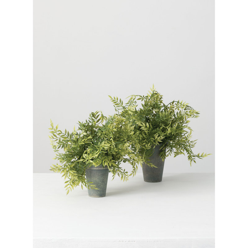 Plante wisteria en pot